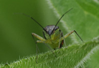 Closterotomus trivialis